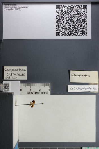 Media type: image;   Entomology 581640